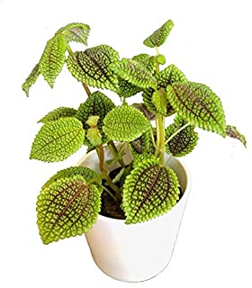 Pilea Mollis - Moon Valley Live houseplant 4
