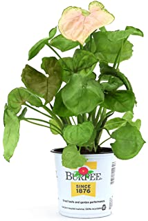 Burpee's Syngonium 'Allusion Mango' | Indirect Medium Light, Easy Care House Plant | 4