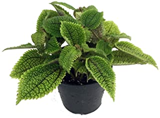 Moon Valley Pilea Plant - Vibrant & Unique Houseplant - 4