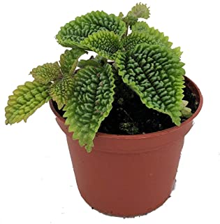 Moon Valley Pilea Plant - Vibrant & Unique Houseplant - 2.5