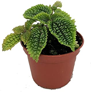 Moon Valley Pilea Plant - Vibrant & Unique Houseplant - 2.5