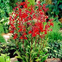 Best lobelia cardinalis for sale Reviews