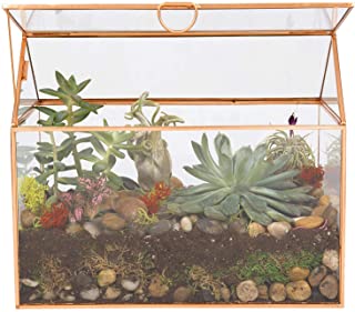 Deco Glass Terrarium, Succulent, Air Plant (Large 9.8
